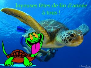 tortue-leforest-fin-2016